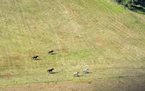 Horses in a paddock in the Rural Eifel