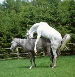 Horses, pair, mating, couple, copulating, milf
