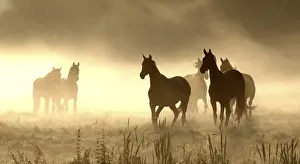 Horses on pasture, backlight, morning fog