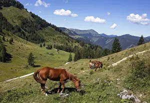 Horses in the pasture, Niedergadenalm