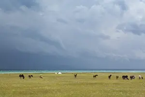 Horses under rain clouds at the lake Song Kul