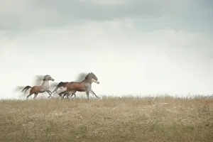 Three horses running in the field