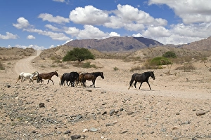 Horses along the Ruta 40, Calchaqui valley, Argentina, South America