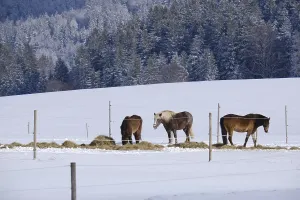 Horses, Schauinsland, Black Forest, Germany