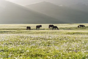 Horses, Song Kol Lake, Naryn province
