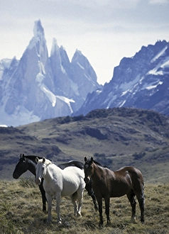 Three horses standing (Equus caballus)