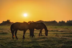 Two horses standing and grazing on a field at early morning