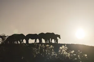 Horses standing in a meadow, herd of horses