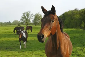 Horses standing on a pasture in the evening light