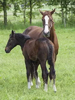 Two horses, one standing protectively behind the foal in the pasture
