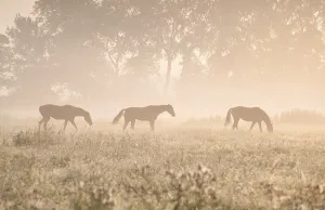 Horses in sunshine and fog on pasture