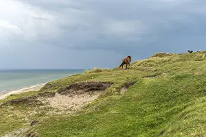 Horses in the Svinklovene dunes at Jammer Bay