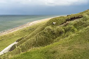 Horses in the Svinklovene dunes at Jammer Bay