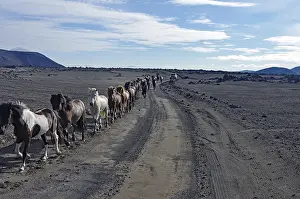 Horses trotting in a row on a dirt track through a vegetationless desert