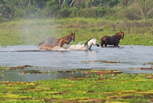 Horses in a water pond, Porto Joffre