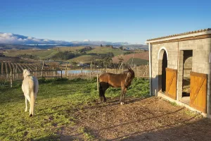Two horses, one white, one brown