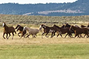 Horses in wildwest gallopping, Oregon, USA
