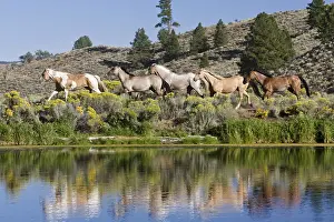 Horses in wildwest gallopping, Oregon, USA