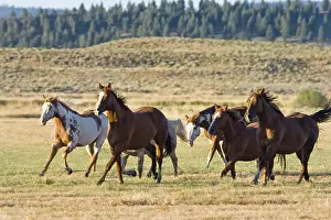 Framed Print : Horses in wildwest gallopping, Oregon, USA Framed Print : Horses in wildwest gallopping, Oregon, USA