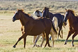 Horses in wildwest gallopping, Oregon, USA
