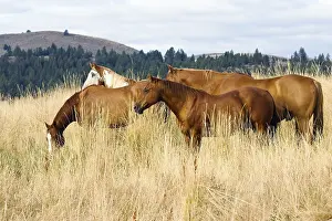 Horses in wildwest Oregon, USA