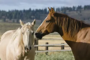 Framed Print : Horses in wildwest Oregon, USA