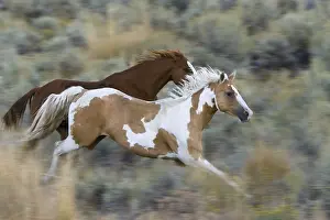 Framed Print : Horses in wildwest Oregon USA Framed Print : Horses in wildwest Oregon USA