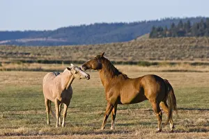 Horses in wildwest Oregon USA