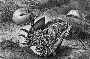 Horseshoe crab, Limulidae, also Moluccan crab