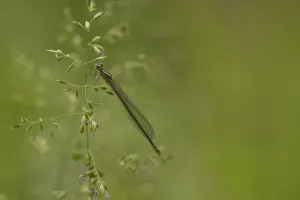 Horseshoe Damselfly (Coenagrion puella)