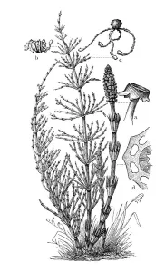 Horsetail (Equisetum arvense), historical illustration