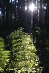 Horsetail (Equisetum) in coniferous forest in sunlight