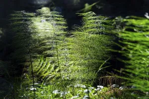 Horsetail (Equisetum) in coniferous forest in sunlight