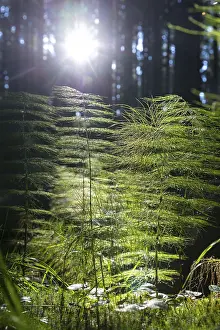 Horsetail (Equisetum) in coniferous forest in sunlight