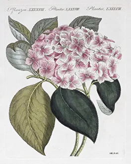 Hortensie (Hydrangea hortensis)