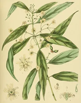 Hortonia augustifolia, native to Southeast Asia