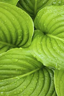 hosta leaves figure green pattern raindrops Trending Item 5
