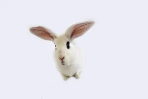Hotot Domestic Rabit against White Background