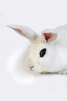 HOTOT RABBITS, A BREED FROM NORMANDY