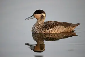 Hottentot teal (Anas) hottentota