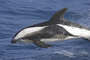 Hourglass Dolphin (Lagenorhynchus cruciger)