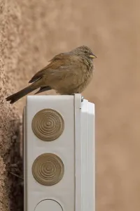 House Bunting (Emberiza sahari) adult female