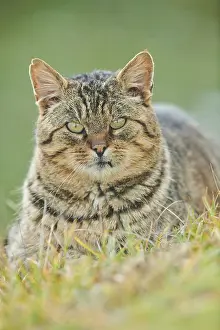 House cat (Felis catus) in a meadow