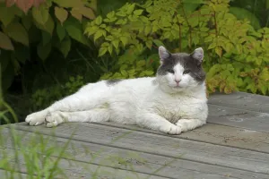 House cat on garden table, Quebec, Canada