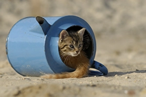 House cat, kitten in old blue watering can