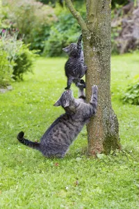 House cat with kitten, on tree trunk