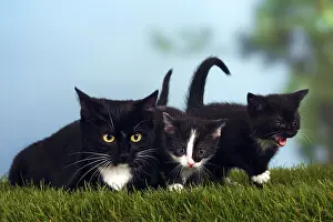 House cat with kittens