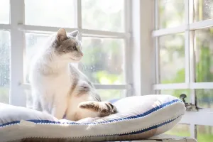 House cat in front of a window