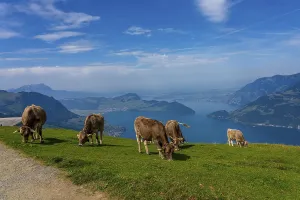 House cows grazing in the Swiss mountains