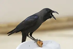 House Crow (Corvus splendens), adult